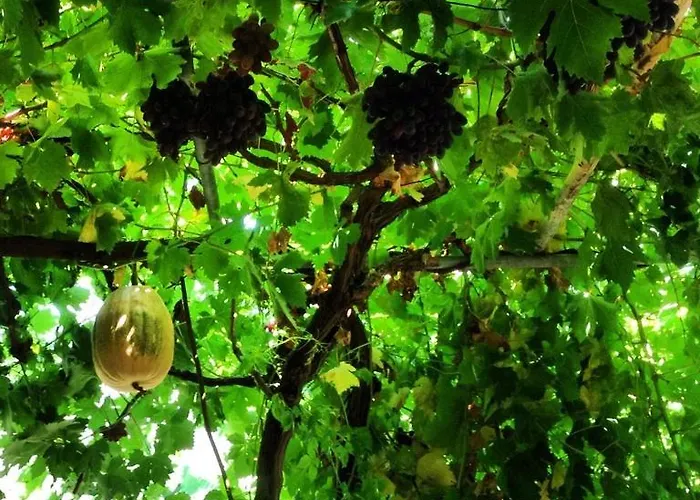 Aygul Φετιγιέ