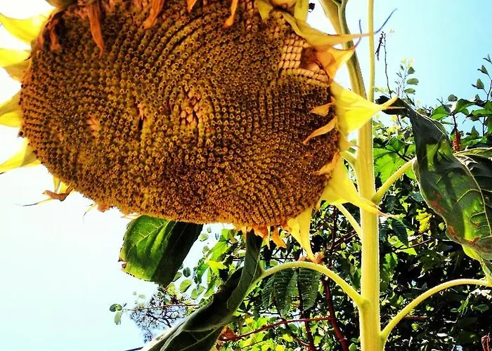 Aygul Ξενοδοχείο 3*