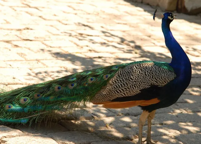 Aygul מלון פאטהיה